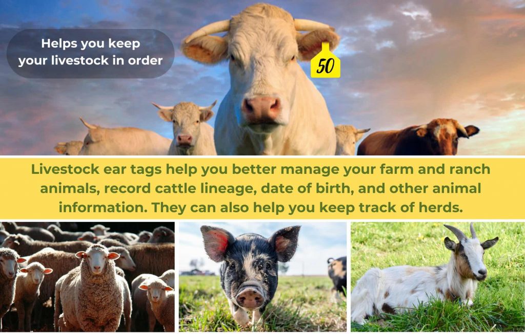 cattle ear tags
